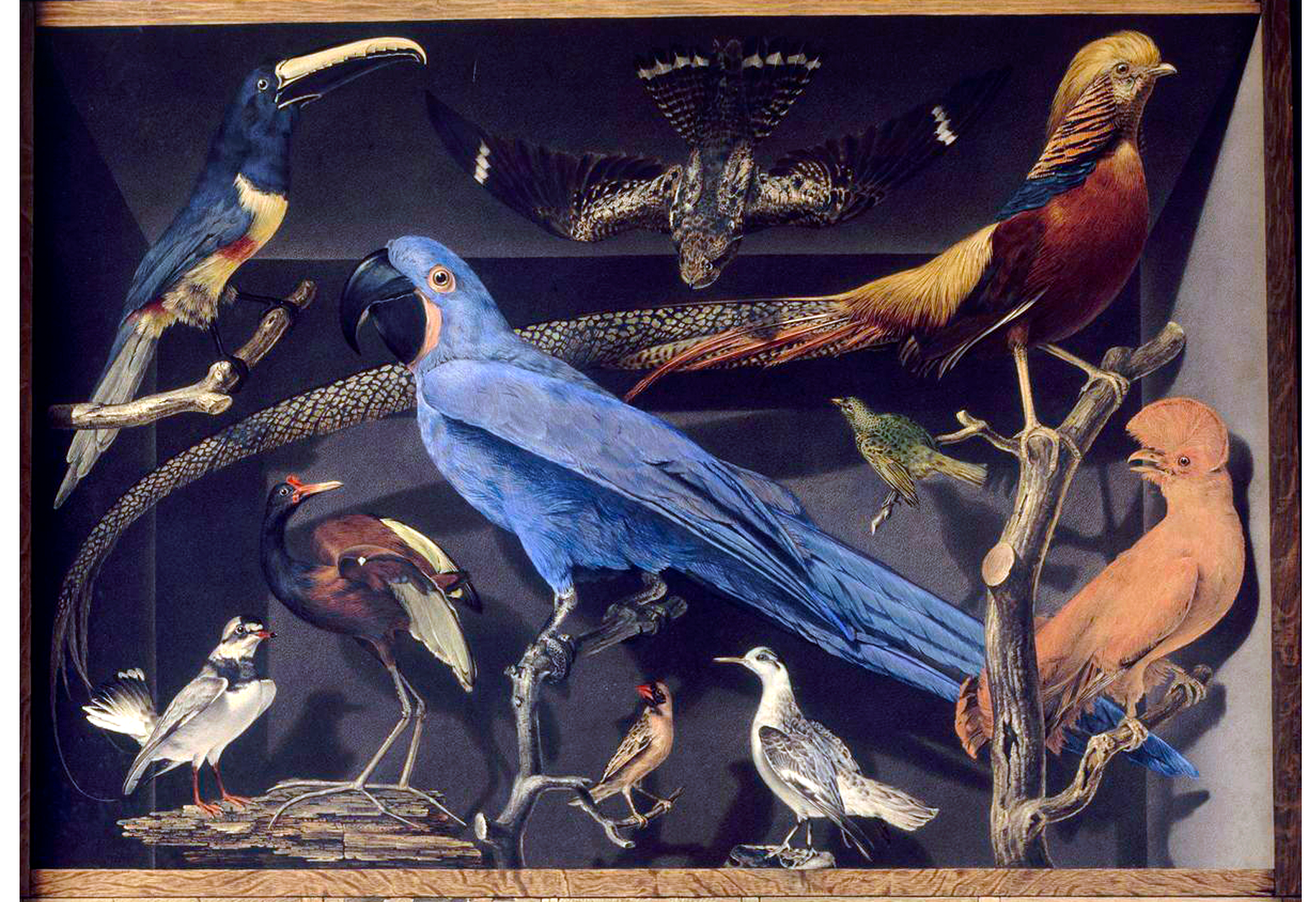 Billede: Samling af fremmede fugle, Leroy de Barde  (1777-1828), Louvre Museum

